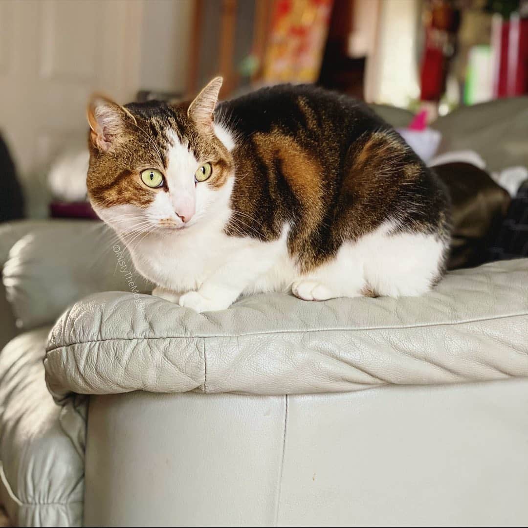 のインスタグラム：「Caption this! We think she was staring at something in the garden... 👻」