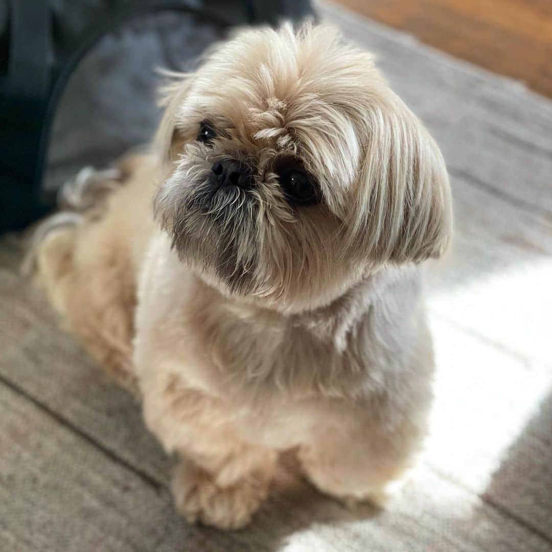 Dougie the Shih Tzuのインスタグラム：「Get the good side.」