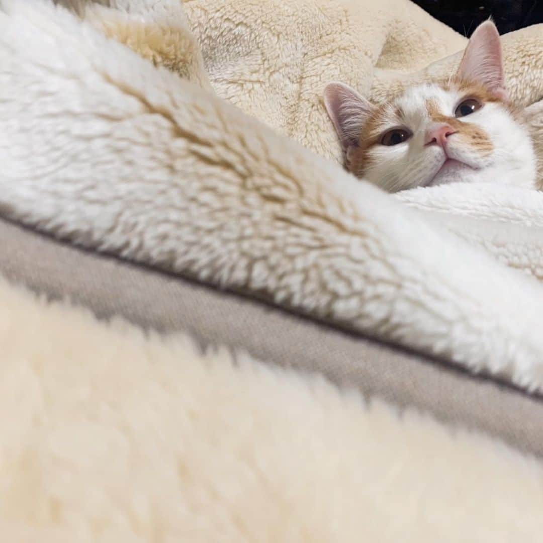 飯島望未のインスタグラム：「#LimeTheCat 💚  #にゃんすたぐらむ」