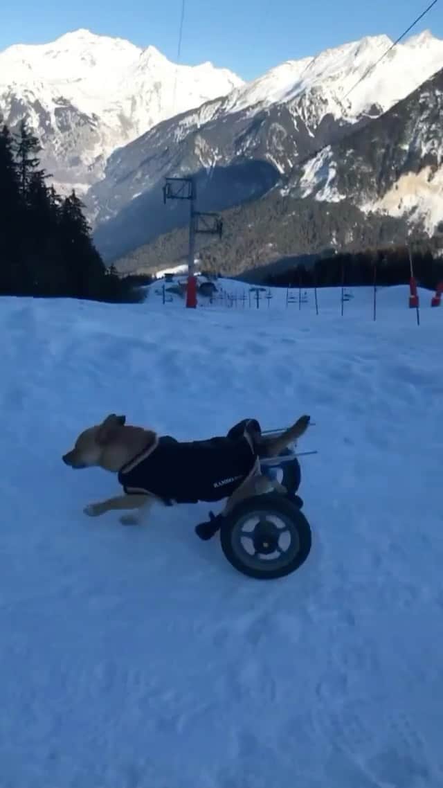 DogsOf Instagramのインスタグラム：「“It’s ‘snow’ problem for these wheels! ❄️” — @unbreakableohiss   #dogsofinstagram #dogswithwheels #adventuredogs」