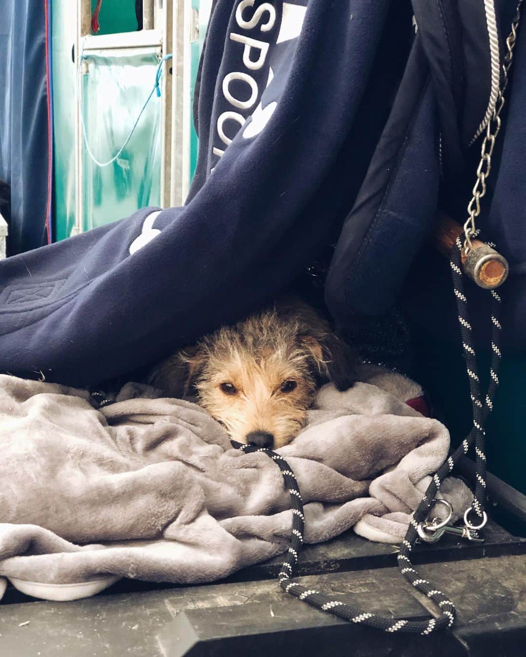 ジュディ舞衣のインスタグラム：「Baby🐾💕」
