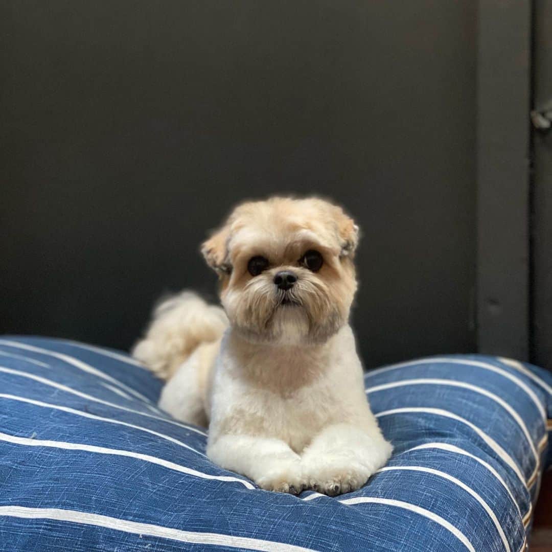 Dogs by Ginaのインスタグラム：「Your sayin you woke up last night and ate all the leftovers?」