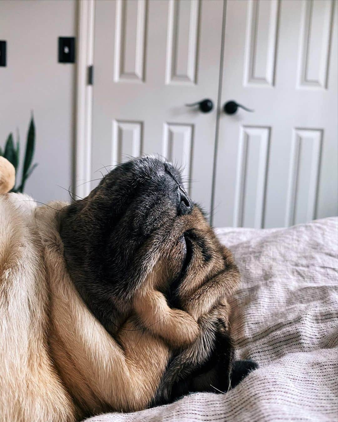 itsdougthepugさんのインスタグラム写真 - (itsdougthepugInstagram)「“If anyone tells u to get out of bed today, they are wrong” -Doug」1月17日 3時40分 - itsdougthepug