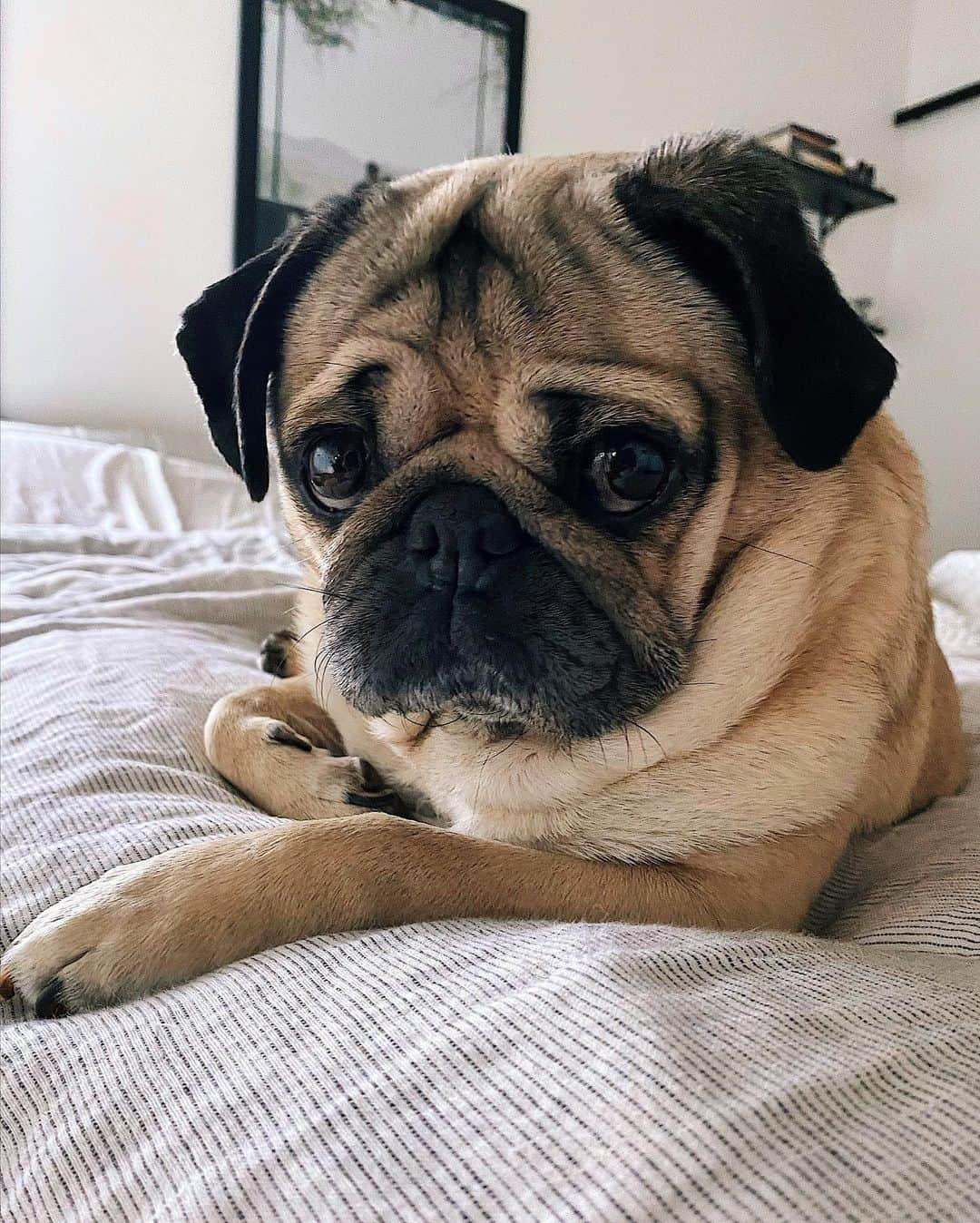 itsdougthepugさんのインスタグラム写真 - (itsdougthepugInstagram)「“If anyone tells u to get out of bed today, they are wrong” -Doug」1月17日 3時40分 - itsdougthepug