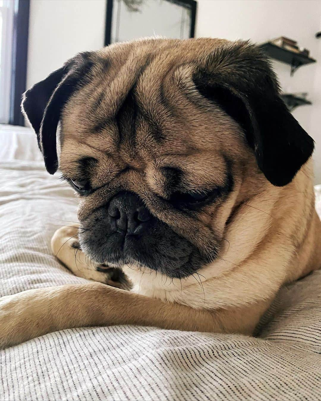 itsdougthepugさんのインスタグラム写真 - (itsdougthepugInstagram)「“If anyone tells u to get out of bed today, they are wrong” -Doug」1月17日 3時40分 - itsdougthepug