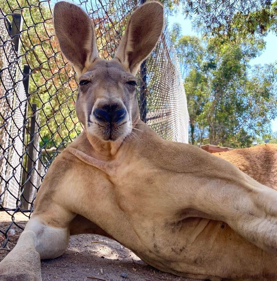 Australiaさんのインスタグラム写真 - (AustraliaInstagram)「How you doin'? 😉 This #kangaroo was all too happy to show off his modelling moves to @bearybythebeach and we think the kid’s got talent. This fella lives at @currumbinsanctuary in @queensland where koalas, crocodiles, dingoes and wallabies abound. A visit to the sanctuary will have you close to #CurrumbinBeach, one of the many famous beaches in @destinationgoldcoast. Learn to surf with @currumbinalleysurfschool or @getwetsurf before you hit the waves, or simply relax on the golden sands and enjoy the summer sun 🌞 For more family fun activities in the #GoldCoast, see the link in our bio. #seeaustralia #thisisqueensland #PlayGoldCoast #currumbinwildlifesanctuary #holidayherethisyear」1月17日 4時00分 - australia