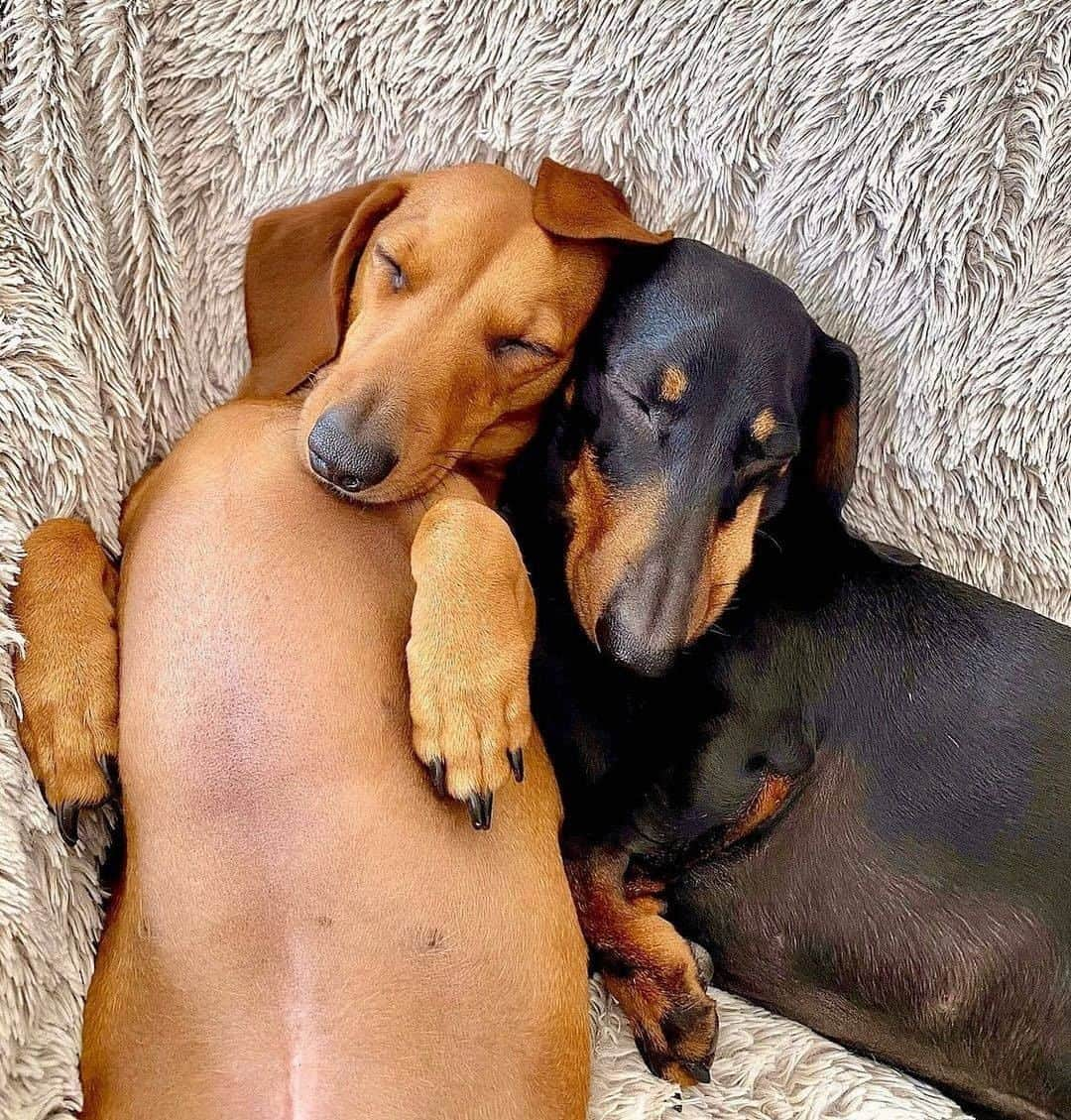 8crapさんのインスタグラム写真 - (8crapInstagram)「Weekend snoozies - Want to get featured like them? Join “The Barked Club” on FACEBOOK and post something now! 👉 barked.com - 📷 @obi_and_kato - #TheBarkedClub #barked #dog #doggo #Dachshund #Dachshunds」1月17日 4時01分 - barked