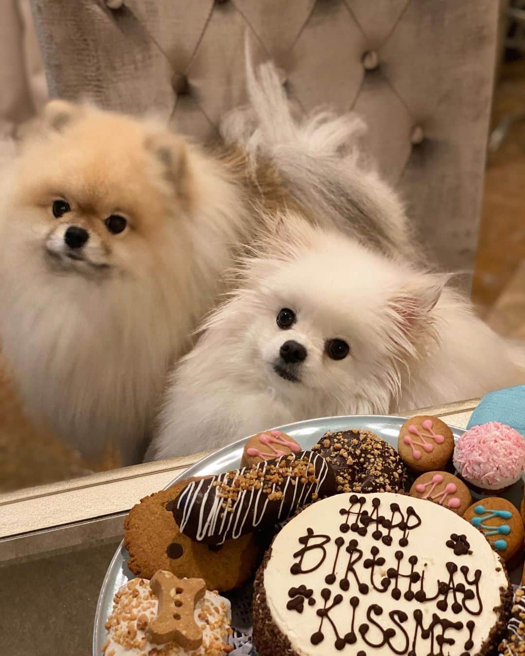 ニッキー・ベンツさんのインスタグラム写真 - (ニッキー・ベンツInstagram)「🎂🥳 @kissme.the.pom still celebrating! 2nd Birthday 💖🎂 (all these treats are from a dog bakery, and they’re all safe for dogs)」1月17日 4時37分 - nikkibenz