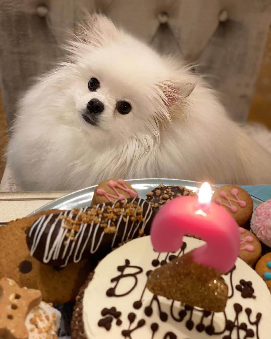 ニッキー・ベンツさんのインスタグラム写真 - (ニッキー・ベンツInstagram)「🎂🥳 @kissme.the.pom still celebrating! 2nd Birthday 💖🎂 (all these treats are from a dog bakery, and they’re all safe for dogs)」1月17日 4時37分 - nikkibenz