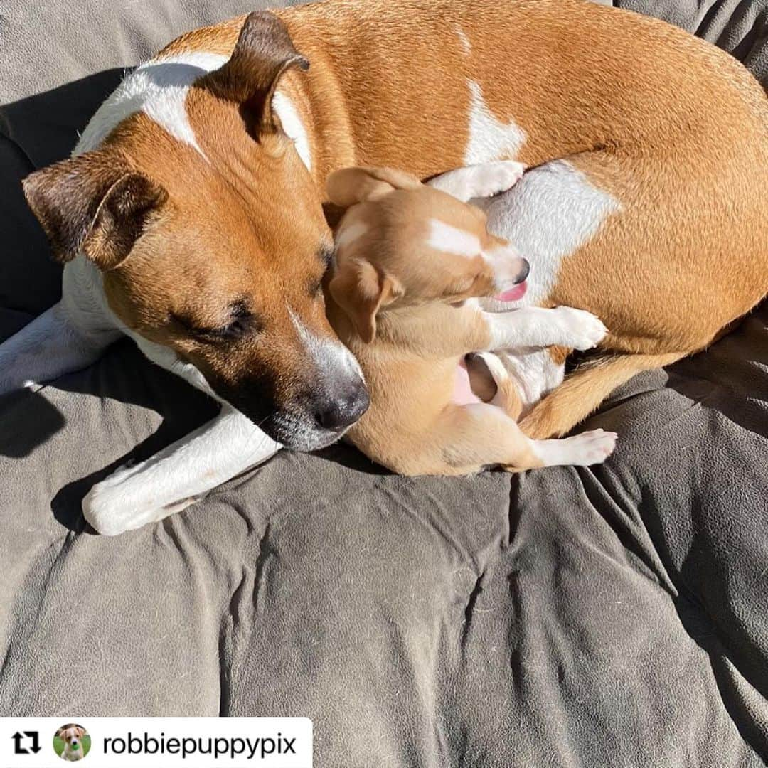 ダン・ブカティンスキーさんのインスタグラム写真 - (ダン・ブカティンスキーInstagram)「Nika. Robbie.  One week later.  #Repost @robbiepuppypix  ・・・ Progress.  #puppylove」1月17日 4時50分 - danbucatinsky