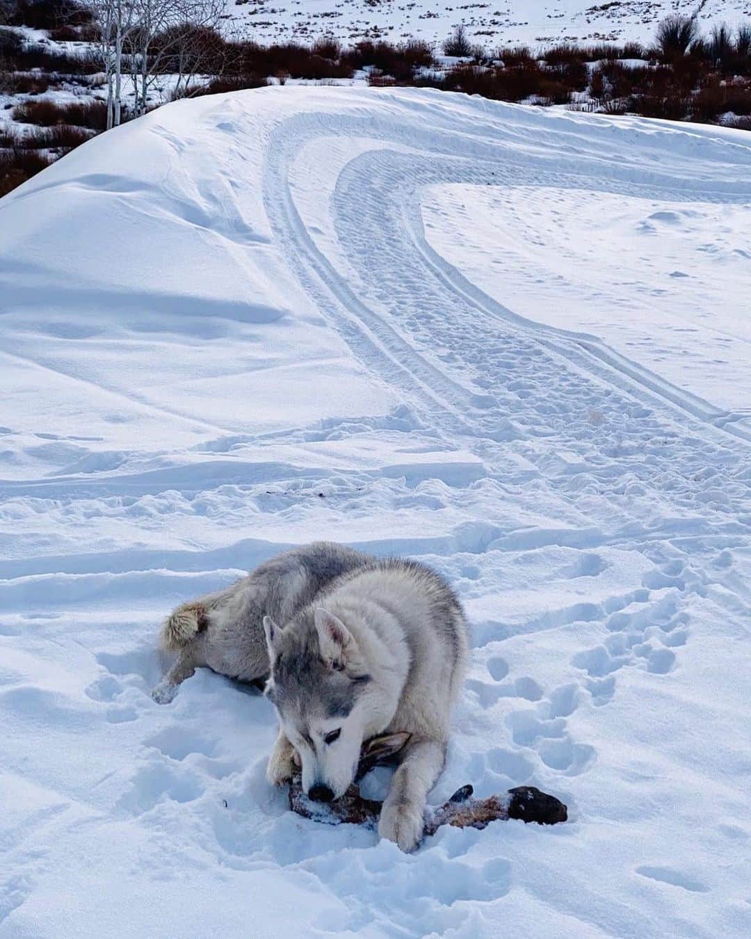 ケン・ブロックのインスタグラム：「Siberian husky’s are closely related to a wild animal (wolf) so they are extra stoked when they find a natural piece of meat lying around! Bentley really enjoyed this all-natural “chew toy” he found recently (which looks to be a deer leg). #happydog #BentleyChickenFingersBlock」