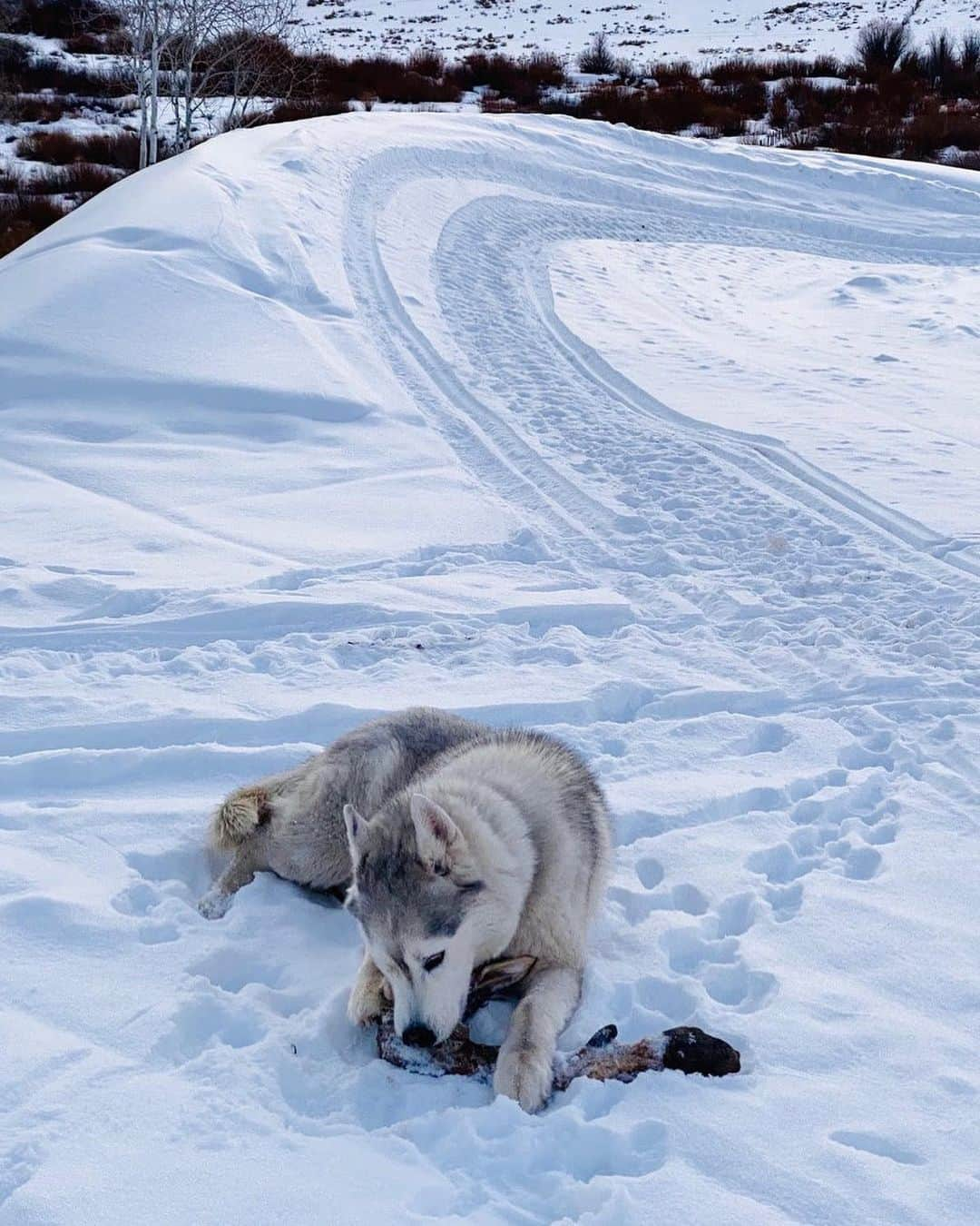 ケン・ブロックさんのインスタグラム写真 - (ケン・ブロックInstagram)「Siberian husky’s are closely related to a wild animal (wolf) so they are extra stoked when they find a natural piece of meat lying around! Bentley really enjoyed this all-natural “chew toy” he found recently (which looks to be a deer leg). #happydog #BentleyChickenFingersBlock」1月17日 5時45分 - kblock43