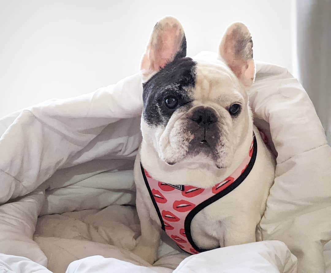 Manny The Frenchieのインスタグラム：「Hey girl, just got a new Valentine's day harness, wanna cuddle?! 👄💕 . New @frenchie_bulldog Valentine's day sets just launched! Use MANNY at check out!」