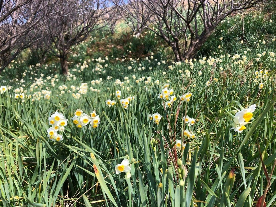 小野真弓さんのインスタグラム写真 - (小野真弓Instagram)「おはようございます🌼 ハナハル散歩で、花便り春便り〜💌 くんくん甘いいい香り✨(*´꒳`*) 向かい風に負けず一生懸命歩きましたよ🐶🐶🍃 お花を見ると優しい気持ちになります☺️🌸 今日も良い一日を😊😷🍀 #チワワ#ハナちゃん #チワマル#ハルくん #水仙#梅#菜花#春#花#山#青空#佐久間ダム湖親水公園 #わん散歩#人気のないところ巡り#千葉暮らし#犬のいる暮らし#いぬばか部 #いぬすたぐらむ#田舎ごもり#chihuahua #maltese #mixdog#dogstagram #doglover #水仙は毒があるので要注意です  桜の季節も待ち遠しいね🌸🐾」1月17日 6時23分 - hanaharuaroi