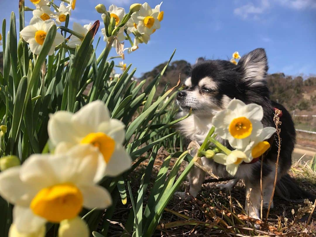 小野真弓さんのインスタグラム写真 - (小野真弓Instagram)「おはようございます🌼 ハナハル散歩で、花便り春便り〜💌 くんくん甘いいい香り✨(*´꒳`*) 向かい風に負けず一生懸命歩きましたよ🐶🐶🍃 お花を見ると優しい気持ちになります☺️🌸 今日も良い一日を😊😷🍀 #チワワ#ハナちゃん #チワマル#ハルくん #水仙#梅#菜花#春#花#山#青空#佐久間ダム湖親水公園 #わん散歩#人気のないところ巡り#千葉暮らし#犬のいる暮らし#いぬばか部 #いぬすたぐらむ#田舎ごもり#chihuahua #maltese #mixdog#dogstagram #doglover #水仙は毒があるので要注意です  桜の季節も待ち遠しいね🌸🐾」1月17日 6時23分 - hanaharuaroi