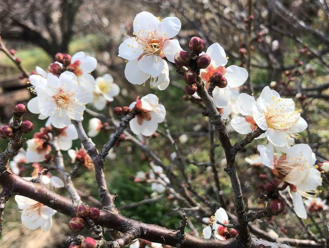 小野真弓さんのインスタグラム写真 - (小野真弓Instagram)「おはようございます🌼 ハナハル散歩で、花便り春便り〜💌 くんくん甘いいい香り✨(*´꒳`*) 向かい風に負けず一生懸命歩きましたよ🐶🐶🍃 お花を見ると優しい気持ちになります☺️🌸 今日も良い一日を😊😷🍀 #チワワ#ハナちゃん #チワマル#ハルくん #水仙#梅#菜花#春#花#山#青空#佐久間ダム湖親水公園 #わん散歩#人気のないところ巡り#千葉暮らし#犬のいる暮らし#いぬばか部 #いぬすたぐらむ#田舎ごもり#chihuahua #maltese #mixdog#dogstagram #doglover #水仙は毒があるので要注意です  桜の季節も待ち遠しいね🌸🐾」1月17日 6時23分 - hanaharuaroi