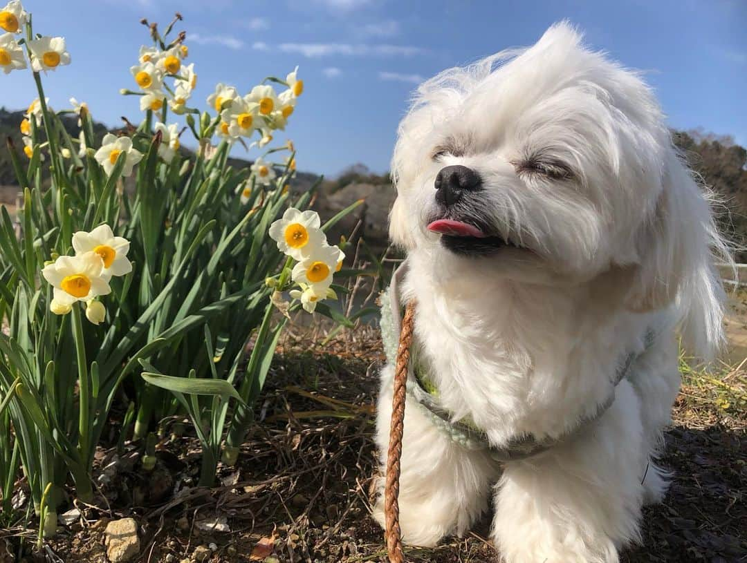 小野真弓さんのインスタグラム写真 - (小野真弓Instagram)「おはようございます🌼 ハナハル散歩で、花便り春便り〜💌 くんくん甘いいい香り✨(*´꒳`*) 向かい風に負けず一生懸命歩きましたよ🐶🐶🍃 お花を見ると優しい気持ちになります☺️🌸 今日も良い一日を😊😷🍀 #チワワ#ハナちゃん #チワマル#ハルくん #水仙#梅#菜花#春#花#山#青空#佐久間ダム湖親水公園 #わん散歩#人気のないところ巡り#千葉暮らし#犬のいる暮らし#いぬばか部 #いぬすたぐらむ#田舎ごもり#chihuahua #maltese #mixdog#dogstagram #doglover #水仙は毒があるので要注意です  桜の季節も待ち遠しいね🌸🐾」1月17日 6時23分 - hanaharuaroi