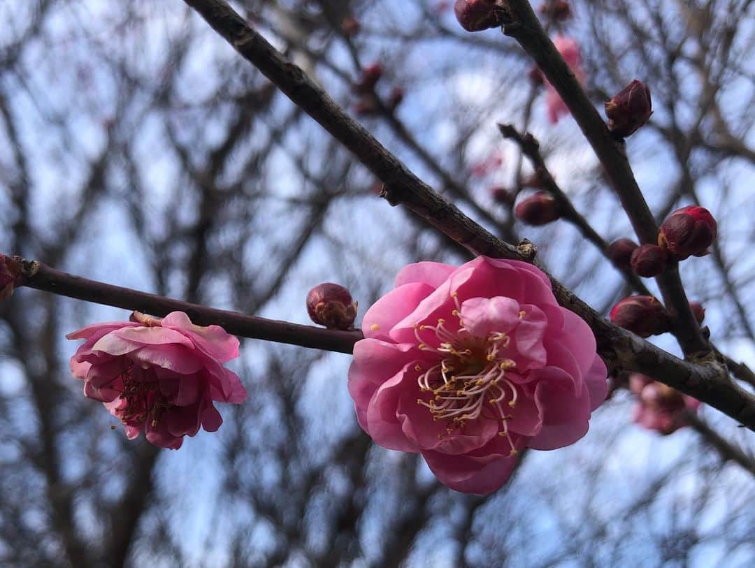 小野真弓さんのインスタグラム写真 - (小野真弓Instagram)「おはようございます🌼 ハナハル散歩で、花便り春便り〜💌 くんくん甘いいい香り✨(*´꒳`*) 向かい風に負けず一生懸命歩きましたよ🐶🐶🍃 お花を見ると優しい気持ちになります☺️🌸 今日も良い一日を😊😷🍀 #チワワ#ハナちゃん #チワマル#ハルくん #水仙#梅#菜花#春#花#山#青空#佐久間ダム湖親水公園 #わん散歩#人気のないところ巡り#千葉暮らし#犬のいる暮らし#いぬばか部 #いぬすたぐらむ#田舎ごもり#chihuahua #maltese #mixdog#dogstagram #doglover #水仙は毒があるので要注意です  桜の季節も待ち遠しいね🌸🐾」1月17日 6時23分 - hanaharuaroi