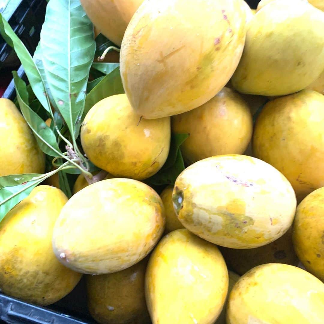 のインスタグラム：「今日の収穫は「Egg Fruit 」  カロチンが豊富で目に良い。 食物繊維とビタミンCが豊富で心臓の健康のサポートにもなるそうです。  コロナでネットや読書で目が悪くなったので、 食べなくちゃね。  以前 @reikotrogers さんにモロカイ土産で はじめて食べてびっくりした思い出が‥ どんな味だったか忘れてる。  #エッグフルーツ ＃Eggfruit  #mccullyshoppingcenter  #farmersmarket #エッグフルーツを広めよう  #ハワイ大好き」