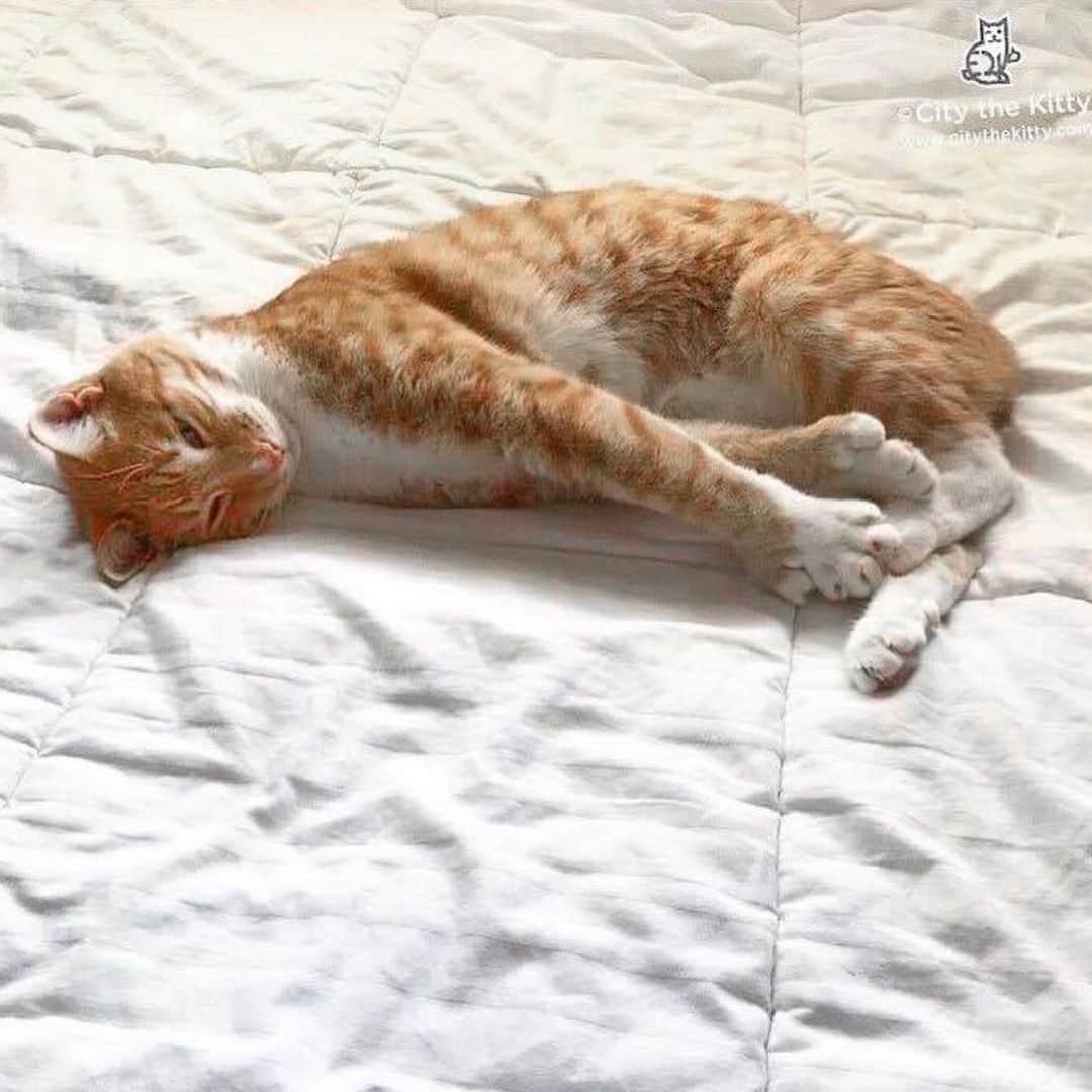 のインスタグラム：「Caturday nap. 💤   #caturday #catnap #lazycat」