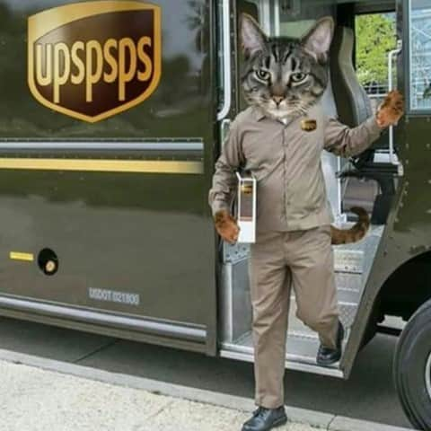 Aww Clubさんのインスタグラム写真 - (Aww ClubInstagram)「U pspsps, we deliver⠀ ⠀ #meowed #meowedmeme @UPS #pspsps」1月17日 7時00分 - meowed