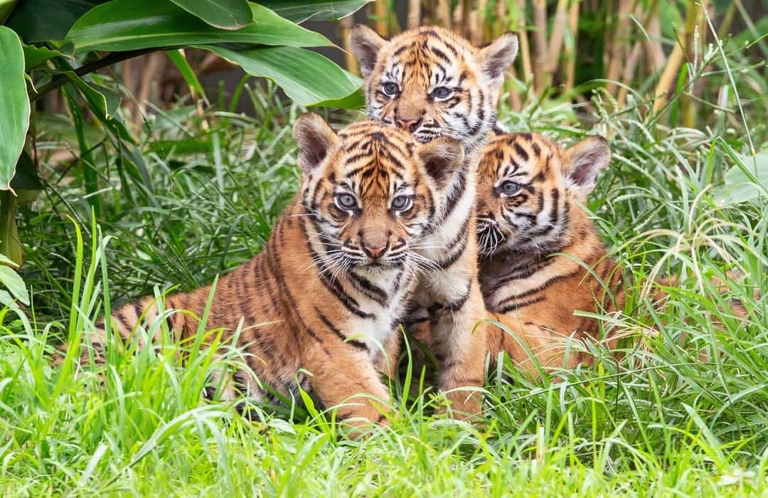 タロンガ動物園さんのインスタグラム写真 - (タロンガ動物園Instagram)「Two years ago today we welcomed, three critically endangered Sumatran Tiger cubs into the world. 🐯🐯🐯   Since then, Mawar, Tengah Malam and Pemanah have touched the hearts of many and inspired so many guests to help conserve and care for wildlife.  Why not take advantage of the last couple of weeks of school holidays and visit Taronga’s Tiger Trek exhibition to find out how you can support Sumatran tigers in the wild, and whilst you’re visiting don’t forget to wish the terrific trio happy birthday 😊  You can also tune in to watch these guys live via- www.taronga.org.au/taronga-tv  #forthewild #tarongatv」1月17日 7時02分 - tarongazoo