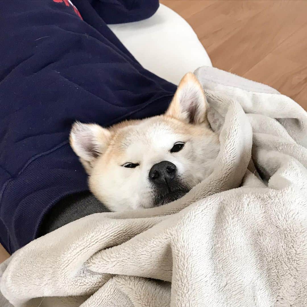 柴犬リリコのインスタグラム：「昨日も今日もぬくぬくしてますよ♨️🐶 #母さんは片頭痛 #パチパチパニック」