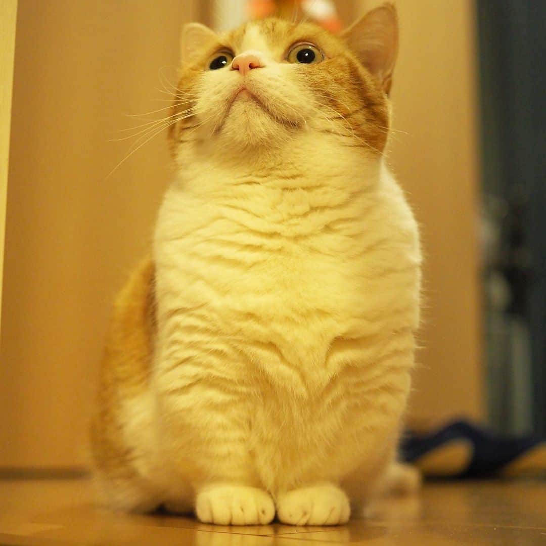 茶太郎 & きなこのインスタグラム：「きなこ💖待ってるにゃ( ⸝⸝•ᴗ•⸝⸝ ) Kinako is waiting for Chataro to come😽💕 #茶太郎お兄ちゃんと遊ぶ約束したのににゃ #お兄ちゃんまだ寝てるのかにゃ #茶太郎お兄ちゃんにいたずらしに行くにゃ #マンチカン#猫#munchkin #cat#catstagram #amazing#ねこ#茶トラ#短足#catsofinstagram#excellent_cats#9gag#cats_of_world_#instacat_meows#bestcats_oftheworld#catsofig#instacat#cats_of_instagram」