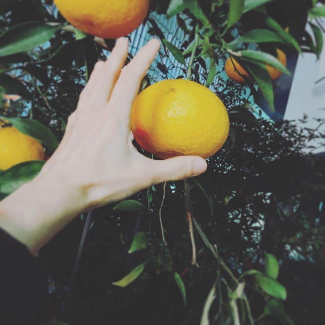 田井弘子さんのインスタグラム写真 - (田井弘子Instagram)「さんぽ  これなんだろ？ 立派！  #柚子　？ #伊予柑　？ #みかん　？  ひとん家のです(笑) 取ってません(^^;」1月17日 18時03分 - hirokotai