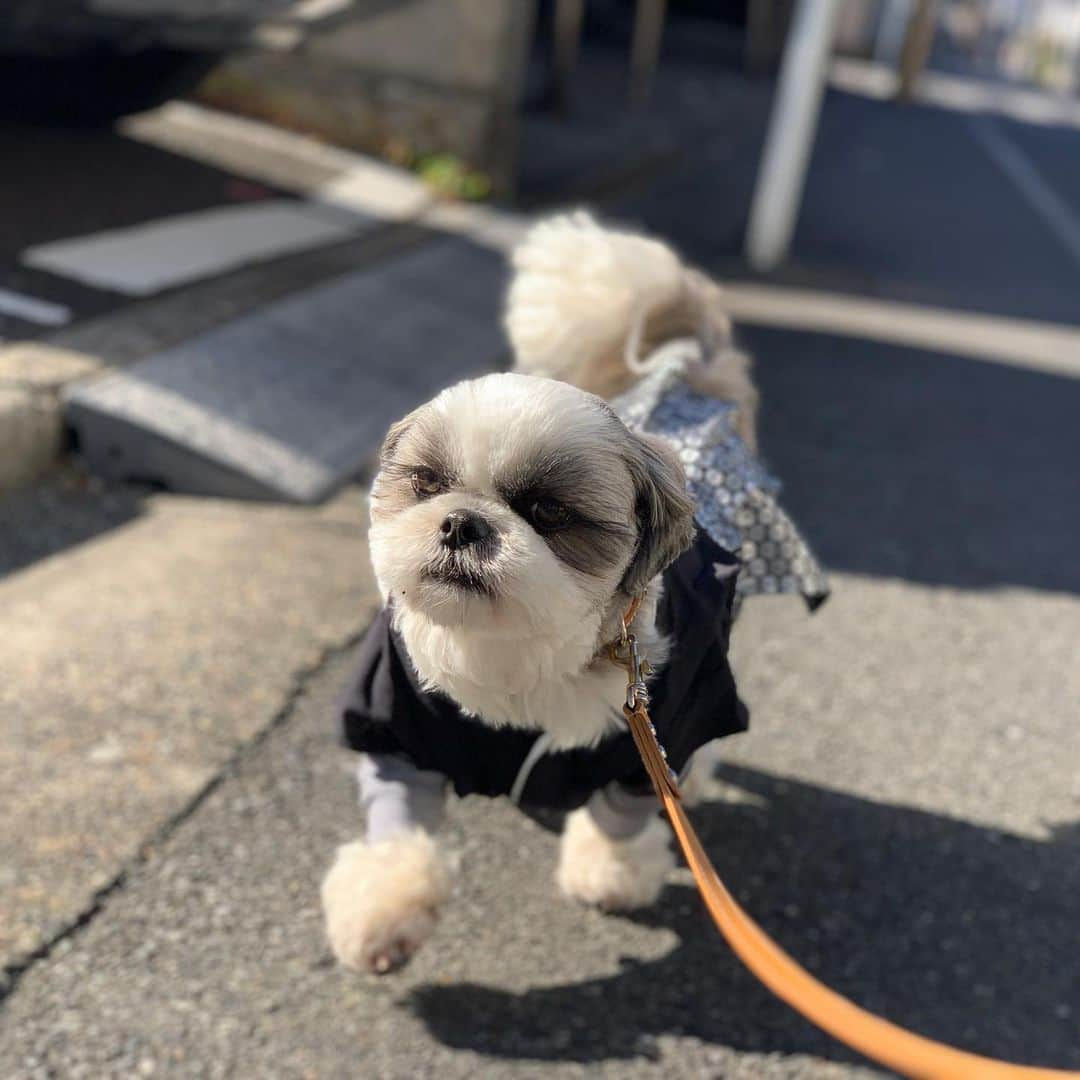 いくらさんのインスタグラム写真 - (いくらInstagram)「毎朝撮ってるお散歩写真🐶🤳 ・ こうして見比べるとお散歩のテンション、速度、尻尾の角度、色、艶、形、肌触り、匂い、脂の乗り具合、塩加減が違って見比べると楽しいんだ😍✨ ・ あぁ〜、早く食べたい🤤🍴 ・ ・ #お散歩 #shizthu #シーズー #dogsofinstagram #シース #dog #shihtzu #犬 #shizthulovers #cute #シーズー犬 #犬のいる暮らし #シーズー男の子 #dogstagram #シーズー大好き #いぬすたぐらむ #シーズー大好き部 #わんすたぐらむ #愛犬 #ふわもこ部 #shihtzugram #いぬバカ部 #cutedogs #shihtzulovers」1月17日 17時58分 - i_am_ikura