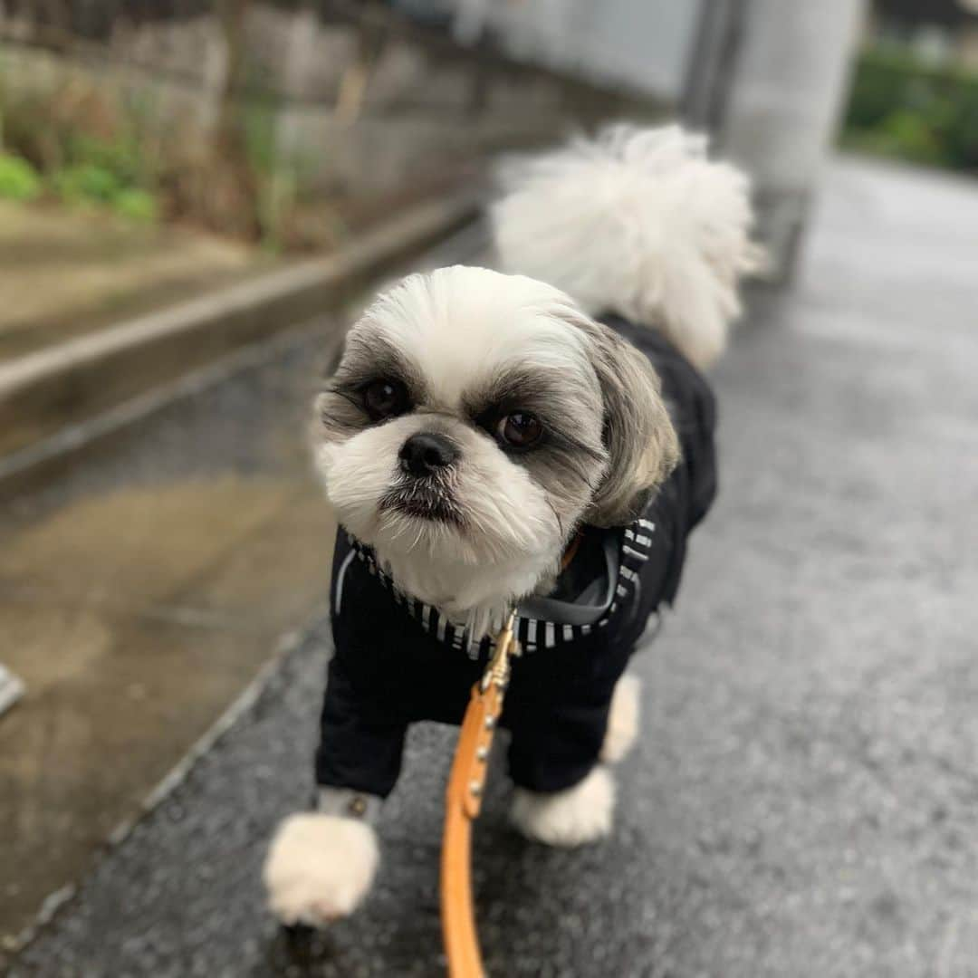 いくらさんのインスタグラム写真 - (いくらInstagram)「毎朝撮ってるお散歩写真🐶🤳 ・ こうして見比べるとお散歩のテンション、速度、尻尾の角度、色、艶、形、肌触り、匂い、脂の乗り具合、塩加減が違って見比べると楽しいんだ😍✨ ・ あぁ〜、早く食べたい🤤🍴 ・ ・ #お散歩 #shizthu #シーズー #dogsofinstagram #シース #dog #shihtzu #犬 #shizthulovers #cute #シーズー犬 #犬のいる暮らし #シーズー男の子 #dogstagram #シーズー大好き #いぬすたぐらむ #シーズー大好き部 #わんすたぐらむ #愛犬 #ふわもこ部 #shihtzugram #いぬバカ部 #cutedogs #shihtzulovers」1月17日 17時58分 - i_am_ikura