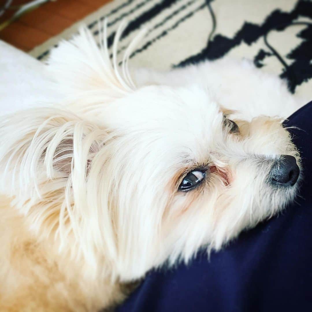 チャン・リーメイのインスタグラム：「あ・ご・の・せ💓 ✴︎ 動けないけど、 ✴︎ シアワセ…💕 ✴︎ #愛犬あるある #nodognolife #pomeranianmix #あごのせ #あごのせ犬」