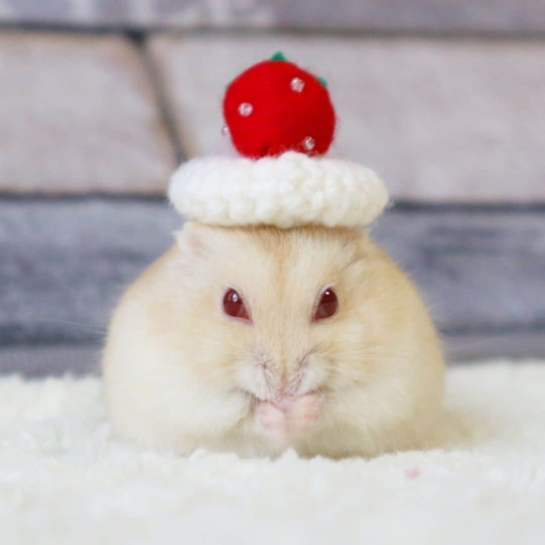 hamster_mocoのインスタグラム