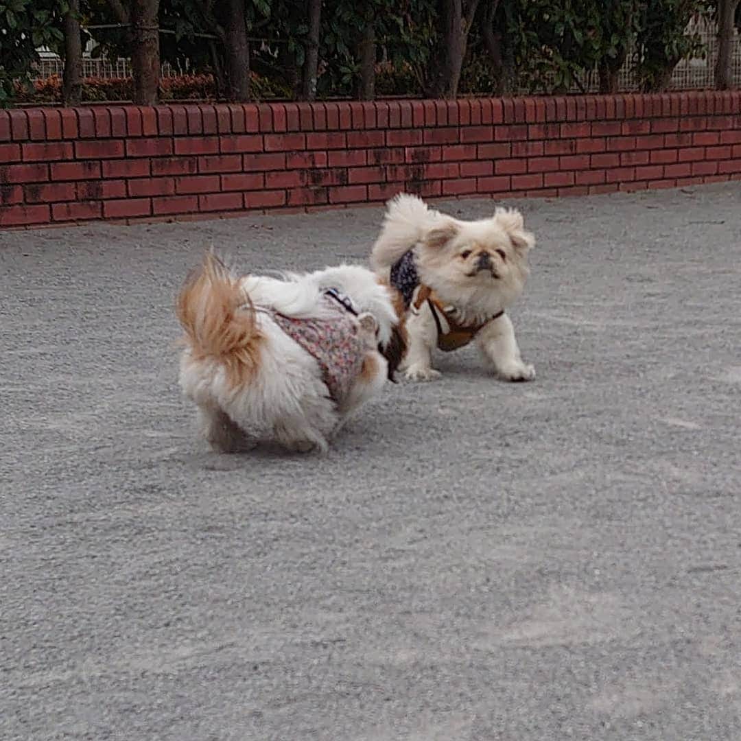 Kukkaのインスタグラム：「ポケモンバトル！ (昔クッカさんにした事をやり返されるホアちゃん)」