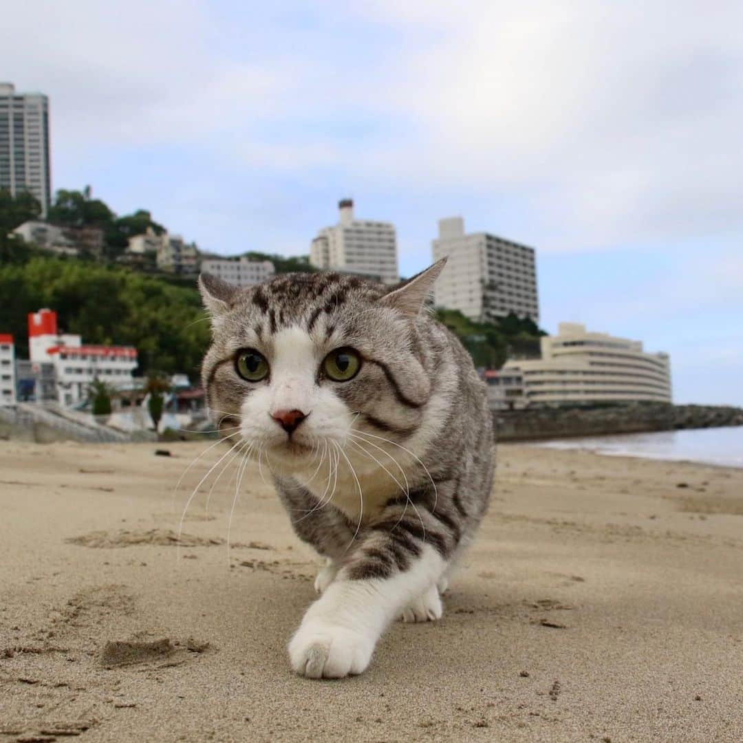 Nyankichi Noranekoさんのインスタグラム写真 - (Nyankichi NoranekoInstagram)「静岡と言えば熱海♨️ 熱海と言えば熱海サンビーチにゃり🏖 いつか、得意の猫かきを見せてやろう🏊‍♂️😸  說到靜岡，就是熱海♨️ 說到熱海，就是熱海Sun Beach 喵哩🏖 改日讓大家看看我擅長的貓兒暢泳吧🏊‍♂️😸   Speaking of Shizuoka, it's Atami♨️ Speaking of Atami, it's Atami Sun meow🏖  Someday, let me show you cat swimming that I'm good at 🏊‍♂️😸  猫 #cat #고양이 #แมว #貓 #кошка #qata #chat #ニャンスタグラム #gato #catsofinstagram #ねこ部 #旅猫 #cats #野良猫 #ニャン吉 #japan #猫写真 #ねこ #seekor #ネコ #kitty #catlover #動物 #熱海 #熱海サンビーチ #静岡 #shizuoka」1月17日 17時04分 - noraneko_nyankichi