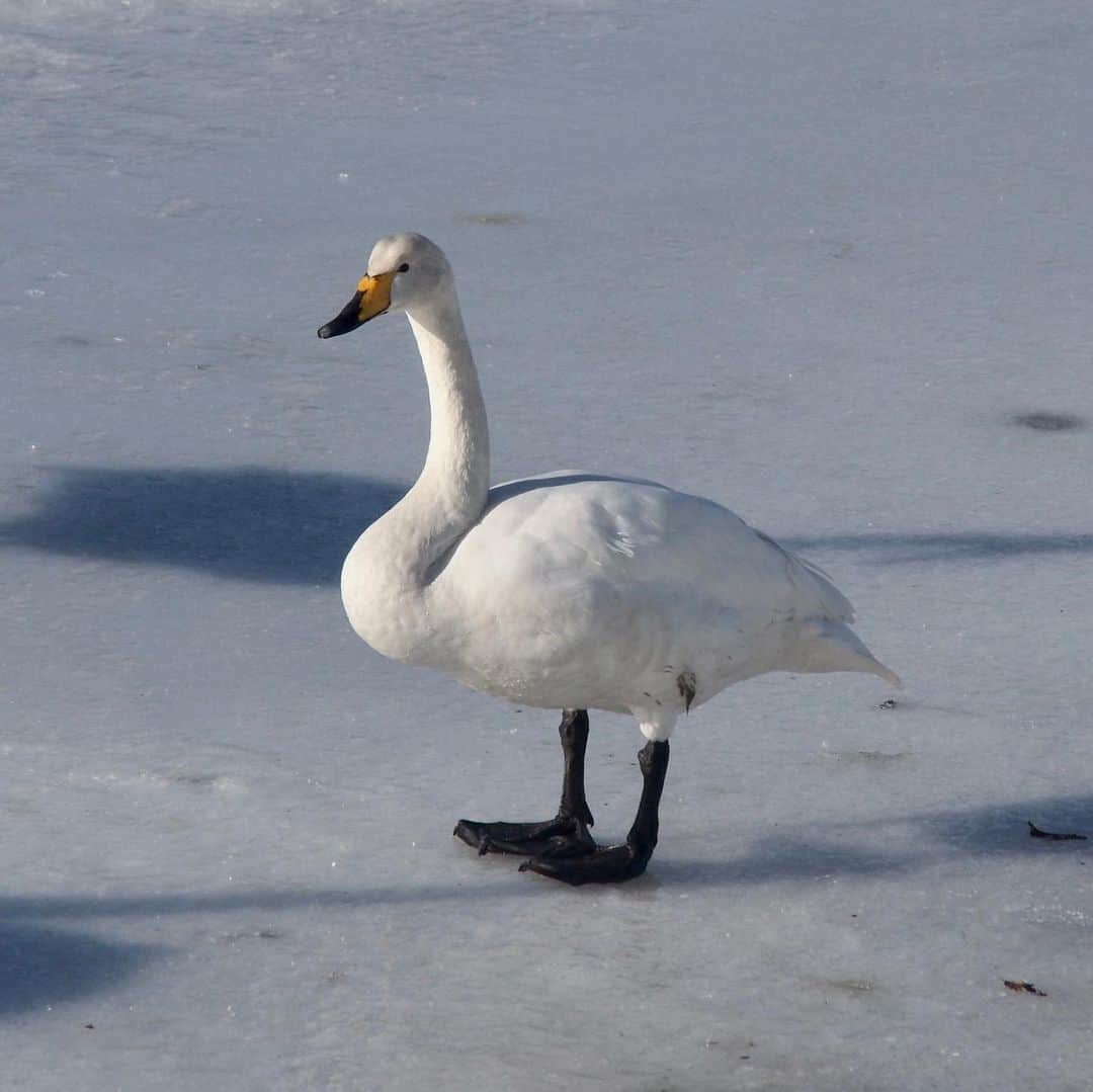 tiaichimaのインスタグラム：「近くの公園に🦢白鳥を見に行きました。  カモ🦆も、わらわらいる。  #青森県おいらせ町 #間木堤  #白鳥🦢」