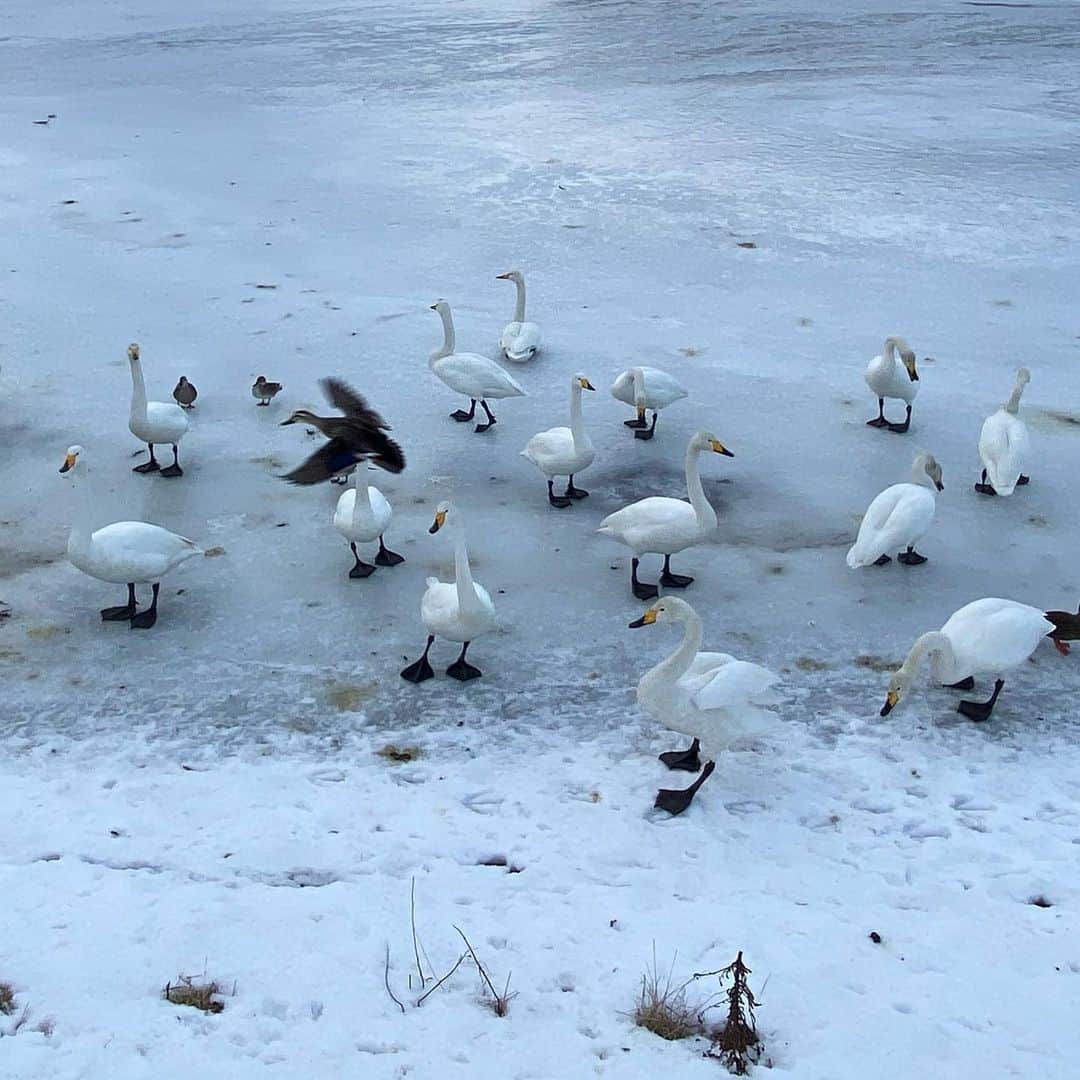 tiaichimaさんのインスタグラム写真 - (tiaichimaInstagram)「近くの公園に🦢白鳥を見に行きました。  カモ🦆も、わらわらいる。  #青森県おいらせ町 #間木堤  #白鳥🦢」1月17日 17時15分 - tiaichima