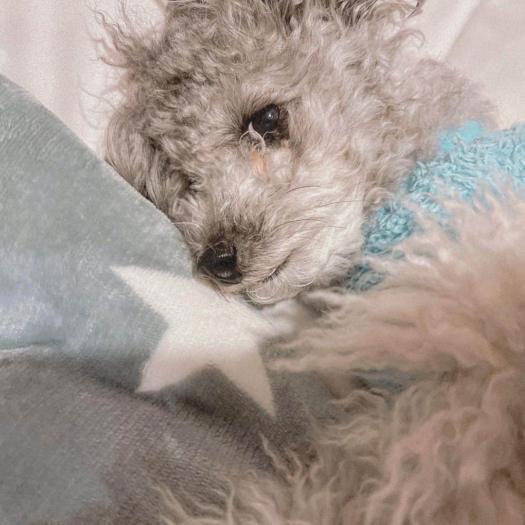 舞城モアサのインスタグラム：「. . 我が家のアイドルくーしゃま🧸🍓 イケメン王子キャロル🤴🏻🐈 . #犬 #猫 #トイプードル #アメリカンカール」