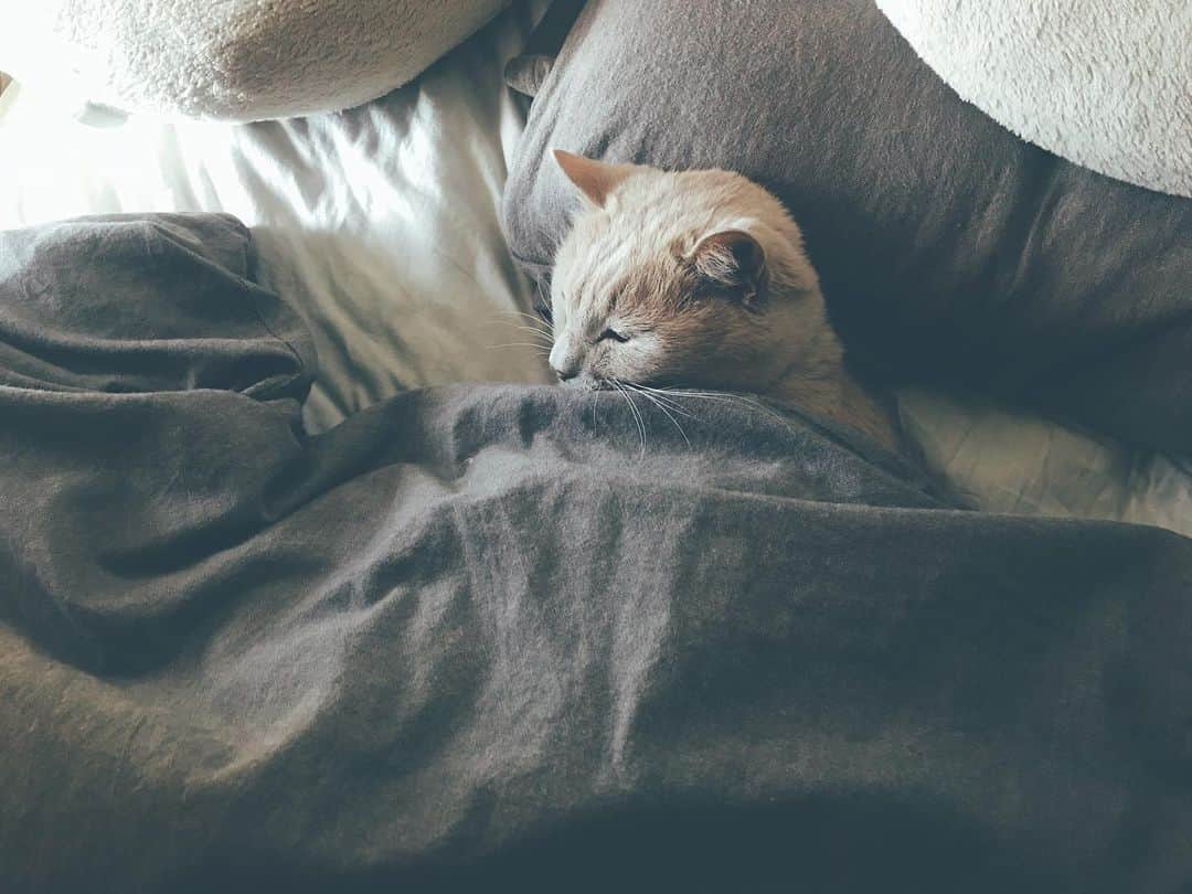 松田珠希さんのインスタグラム写真 - (松田珠希Instagram)「寒い。ベッドから全然出られない。。コーヒー飲みたい☕️ #水丸さん　#起きれない　#日曜日　#sunday #にゃんすたぐらむ #sleepingcat #catsofinstagram」1月17日 9時09分 - tamakimatsuda11
