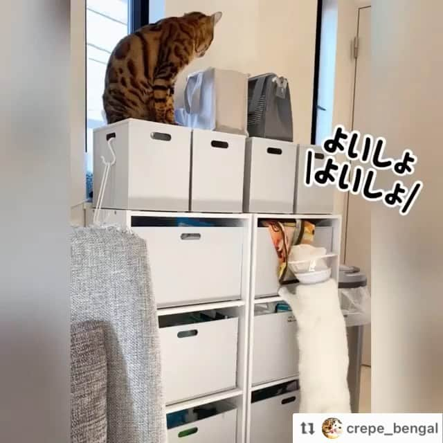 猫壱（ねこいち•ネコイチ）のインスタグラム