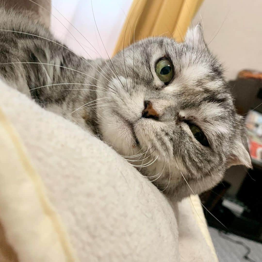 tiaichimaのインスタグラム：「Good morning!! ☀️おはナビー!!  寝起き  #ナビちん#cat#neko#ねこ#neko#ネコ#スコティッシュフォールド#致命的な魅力#ScottishFold#まんじゅう部」