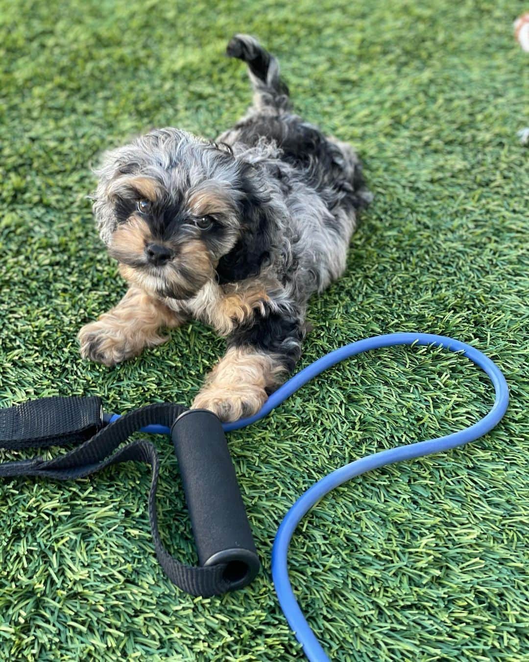 エリック・ウィンターのインスタグラム：「New exercise buddy! Bandit Wilson Winter... let’s get the band work in dude! 💪🏼🏋🏻‍♀️🐶」