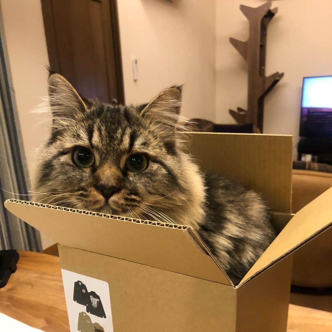のインスタグラム：「猫もレコードも入れる 二次使用できる箱✨📦 @gep_tokyo  #チャンディグ」