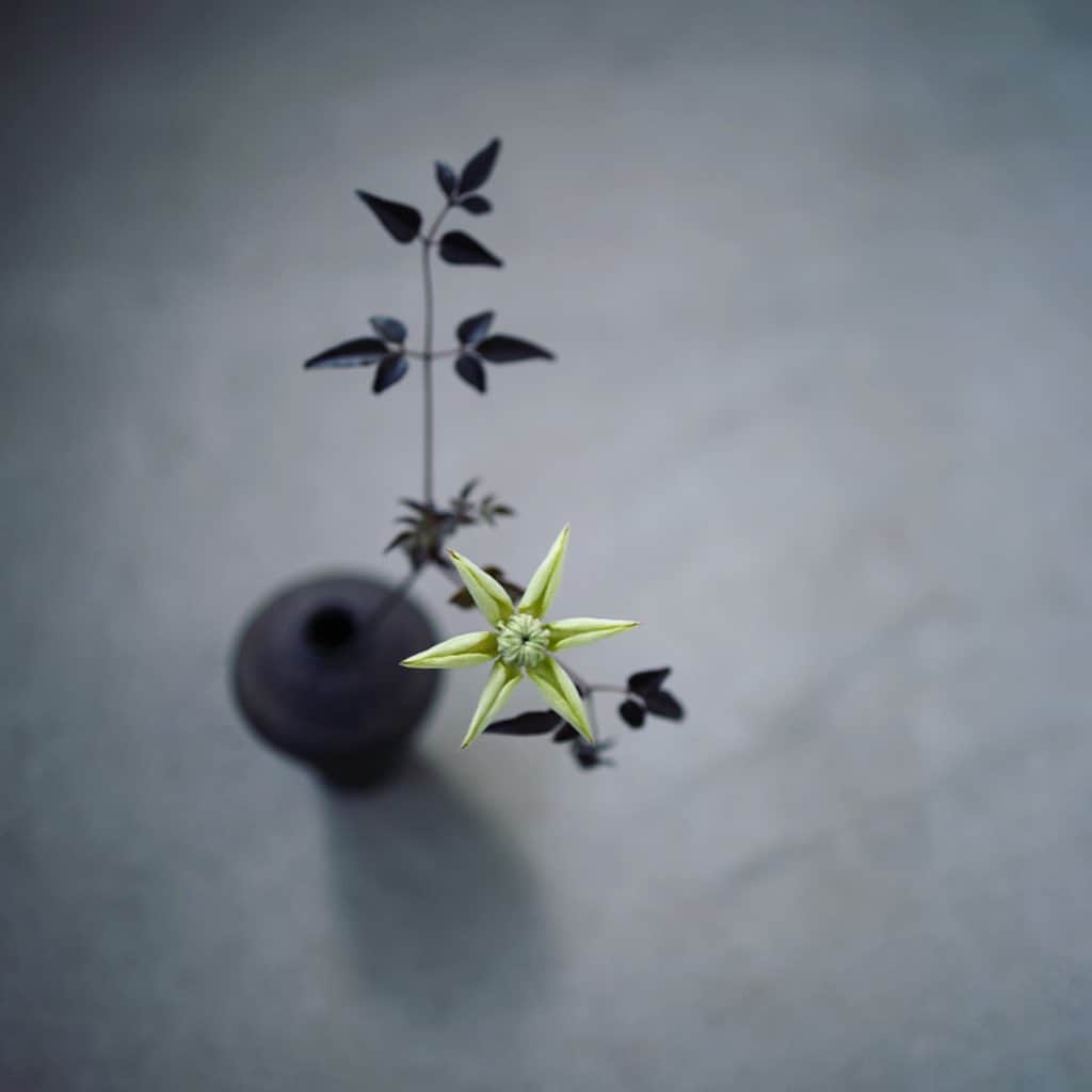 Naomiのインスタグラム：「Good morning! 庭で蕾のまま年を越してしまったクレマチス 、家の中で少しずつ花開いてます。」