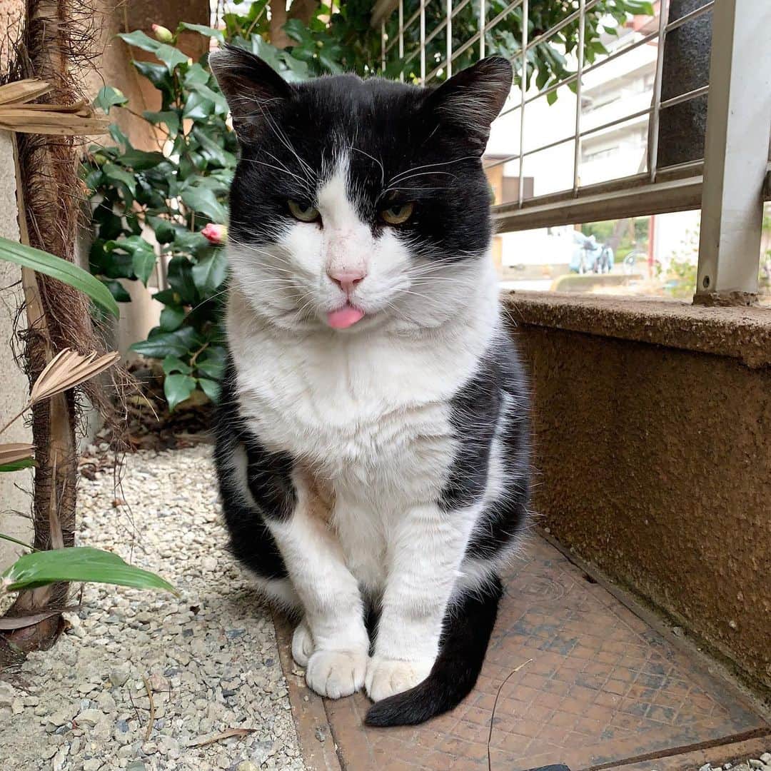 Kachimo Yoshimatsuさんのインスタグラム写真 - (Kachimo YoshimatsuInstagram)「おはようイカスミ Good Morning Ikasumi 手の傷は、良さそうだ。 良かった。 でもなんか、オドオドしてる。 #うちの猫ら #ikasumi #猫 #ねこ #cat #ネコ #catstagram #ネコ部 http://kachimo.exblog.jp」1月17日 9時57分 - kachimo