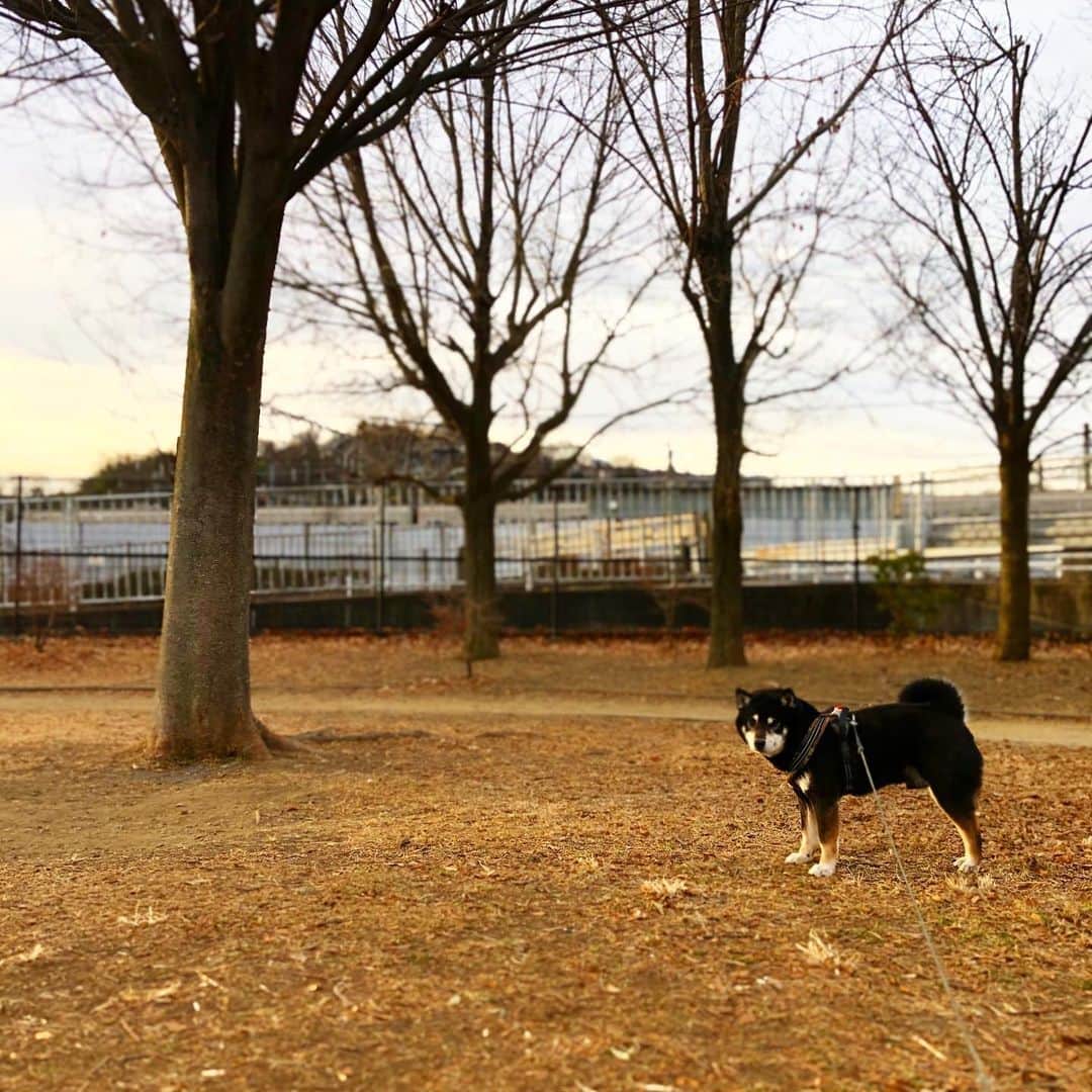 小川博永さんのインスタグラム写真 - (小川博永Instagram)「放射冷却がなくて冷え込み緩めの朝。  #今朝まる #ししまる #dog #dogs #柴犬 #黒柴」1月17日 10時03分 - ogawahironaga