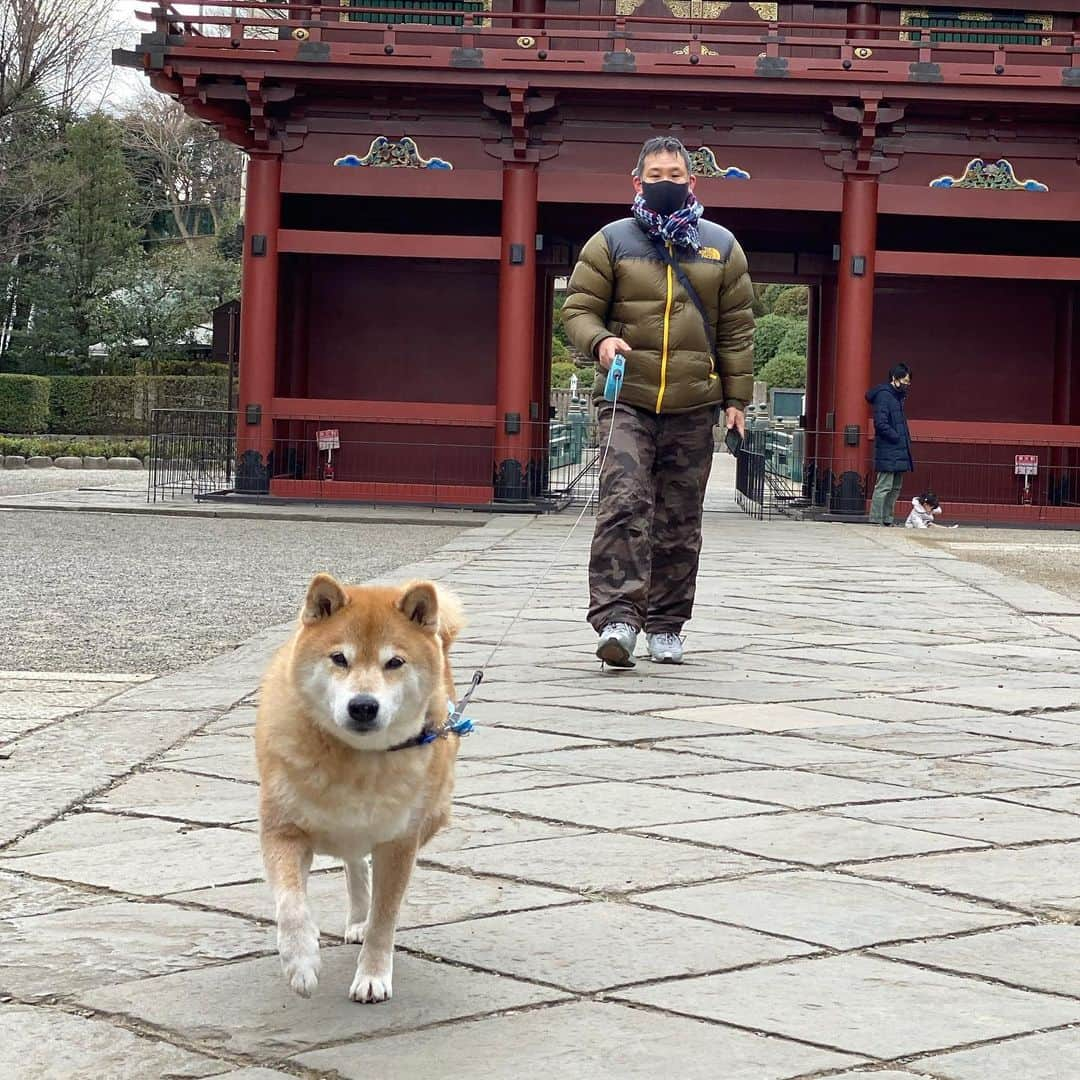 まる（まるたろう）さんのインスタグラム写真 - (まる（まるたろう）Instagram)「Good morning!✨🐶✨パパと根津神社でお参りしてきたよ〜 #疫病退散 #みんなの分までお祈りしたからね #大丈夫 #なんとかなるさ #根津神社」1月17日 10時25分 - marutaro