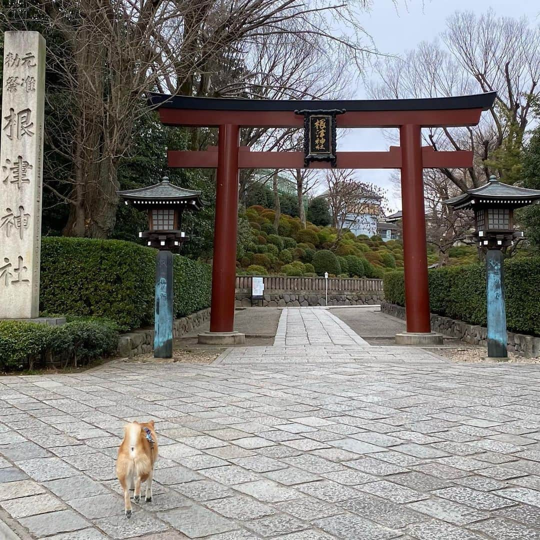 まる（まるたろう）さんのインスタグラム写真 - (まる（まるたろう）Instagram)「Good morning!✨🐶✨パパと根津神社でお参りしてきたよ〜 #疫病退散 #みんなの分までお祈りしたからね #大丈夫 #なんとかなるさ #根津神社」1月17日 10時25分 - marutaro