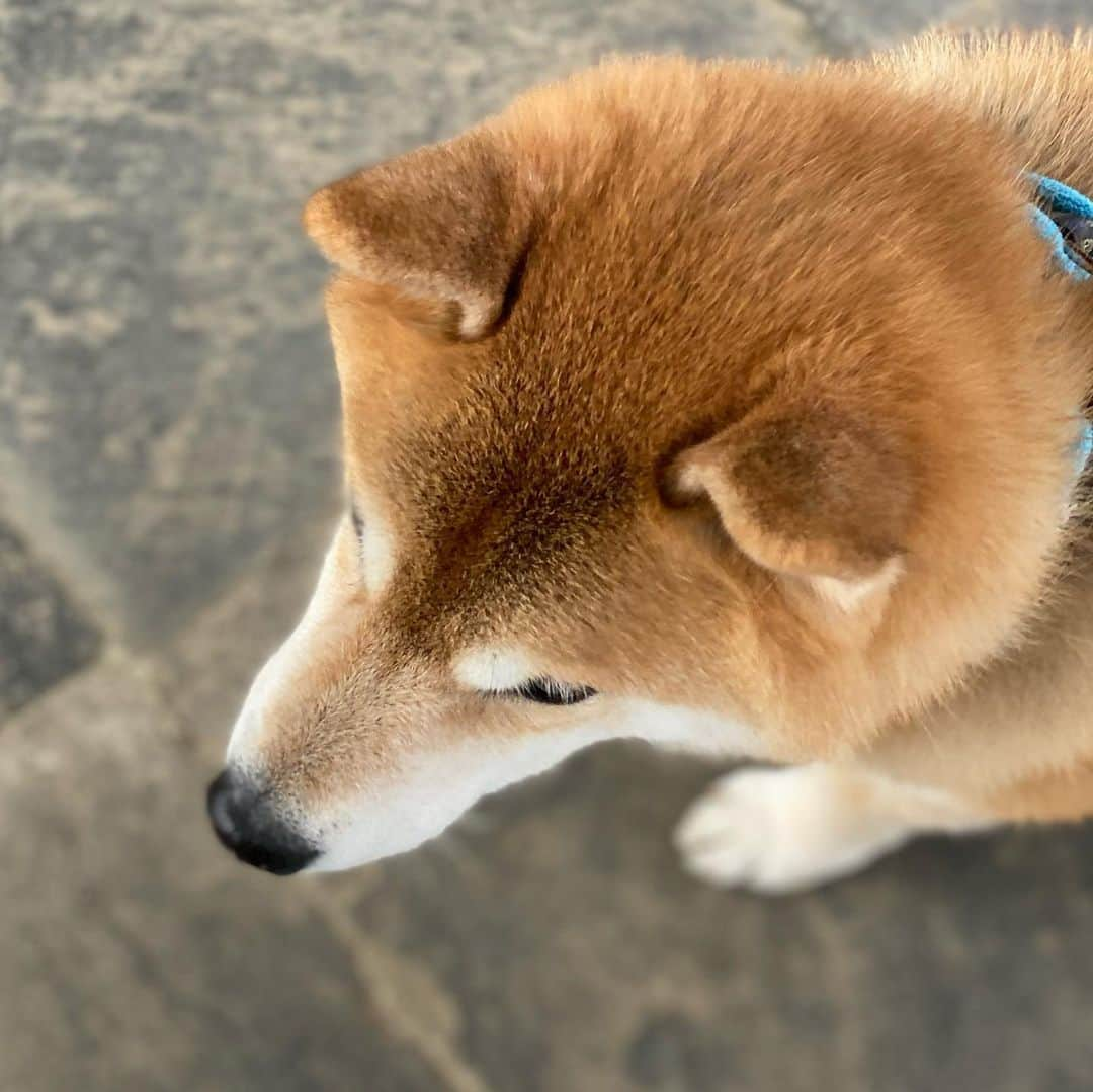 まる（まるたろう）さんのインスタグラム写真 - (まる（まるたろう）Instagram)「Good morning!✨🐶✨パパと根津神社でお参りしてきたよ〜 #疫病退散 #みんなの分までお祈りしたからね #大丈夫 #なんとかなるさ #根津神社」1月17日 10時25分 - marutaro