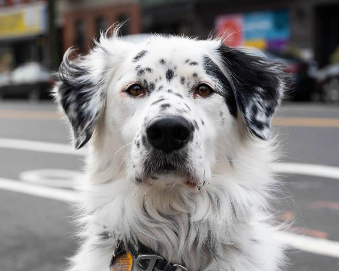 The Dogistさんのインスタグラム写真 - (The DogistInstagram)「Bo, English Setter/Great Pyrenees mix (4 y/o), Dupont & Manhattan Ave., Brooklyn, NY • “He’s chill 90% of the time but gets super excited when I come home. Best dog ever. Sleeps all day.” A rescue from @a_better_english_setter_rescue」1月17日 10時37分 - thedogist